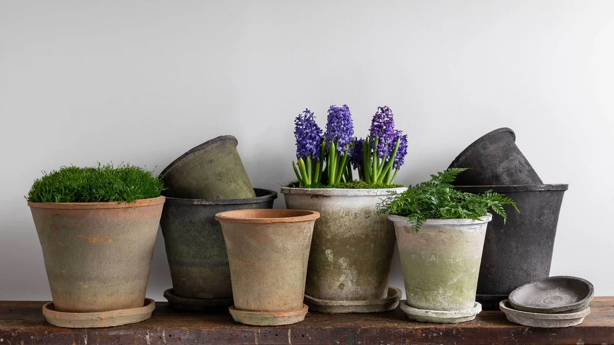 Jak papírová utěrka pod květináč ušetří vaši tapetu před plísní