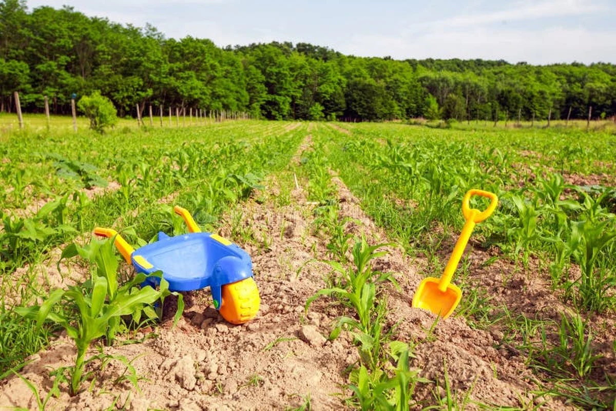 Veka zápalky v kukuřici? Zemědělci znají tento geniální hřebík