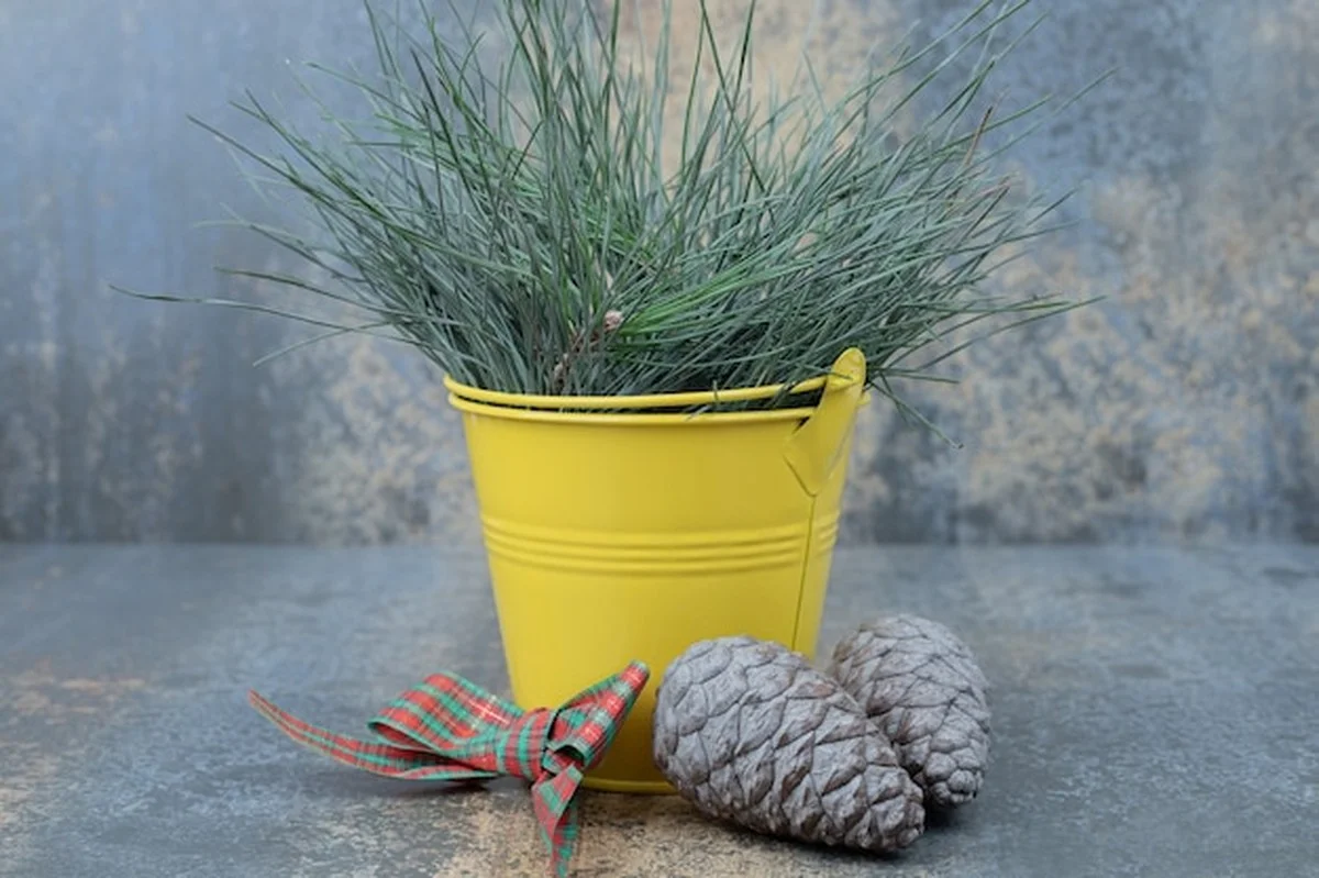 Jak správně zalévat pokojové rostliny v zimě – nemusí být mrtvé