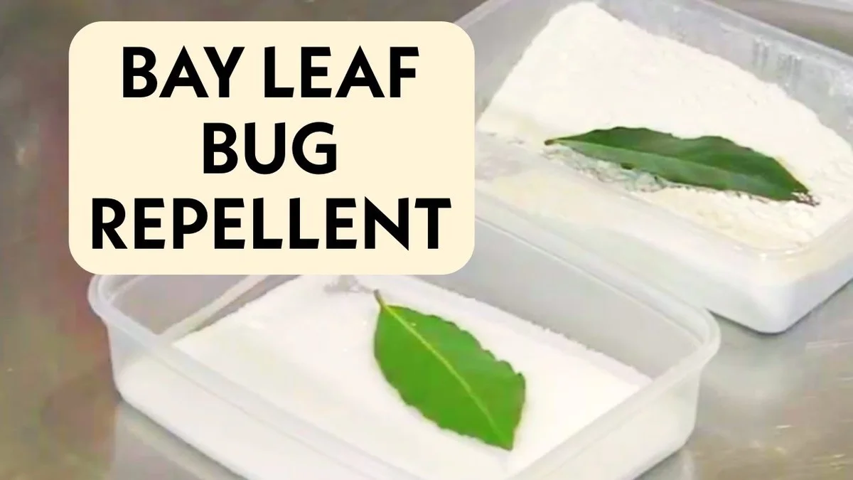 Bobkový list do mouky: tradiční trik proti molům a hmyzu ve spíži - image 2