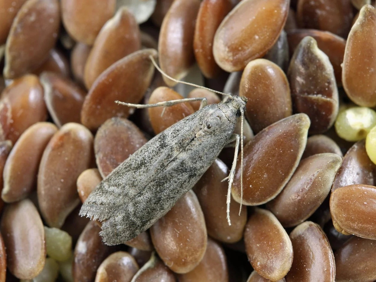 Vložte bobkový list do mouky: stoletá zbraň proti molům a škůdcům - image 1